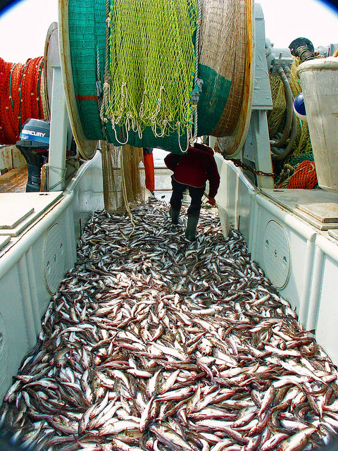 New Study Quantifies Impact of Different Types of Bottom Trawls on Seabed Ecosystem