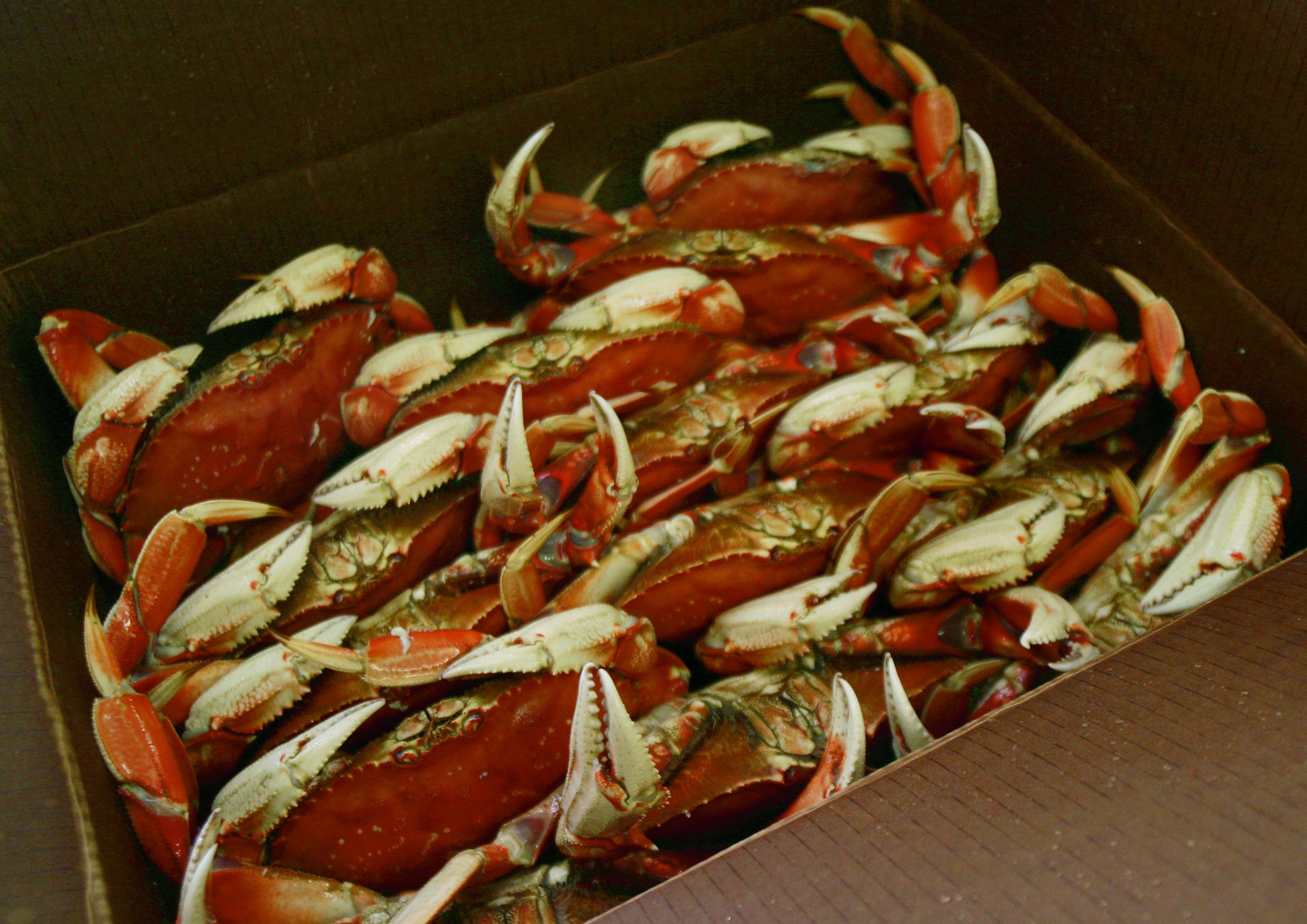 Northern California Dungeness Crab Meat Recovery Rates Show Incremental Growth