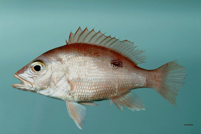 Gulf Reef Fishermen Support Conservationists Lawsuit Against NOAA Fisheries on Red Snapper