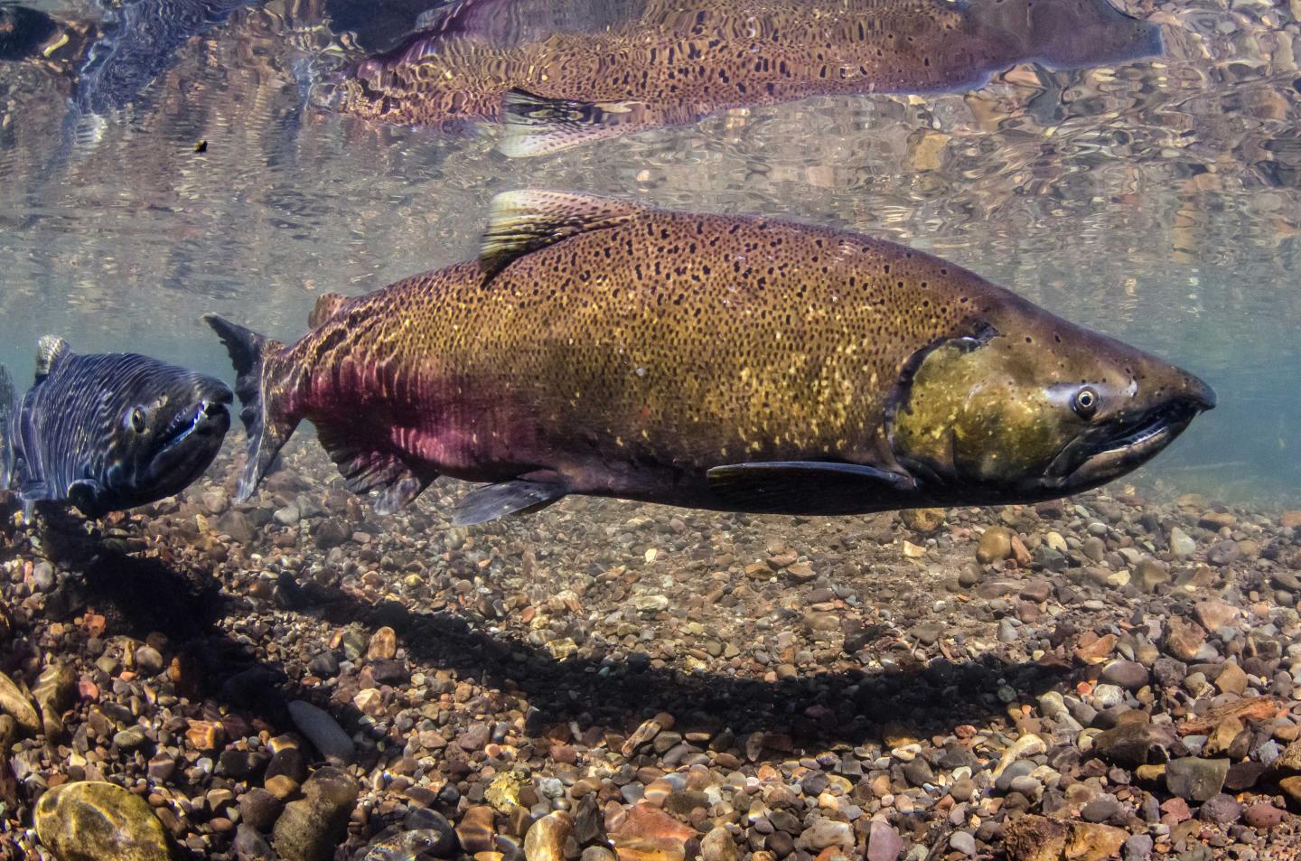 UW-led Study Shows Largest Chinook Salmon Disappearing from West Coast