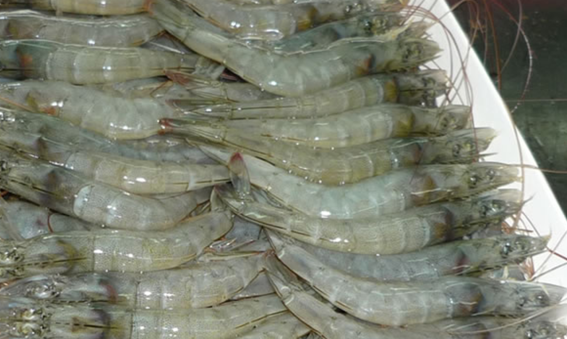 Behind Ecuador’s Surging Shrimp Production:  Better Genetics, Auto Feeders