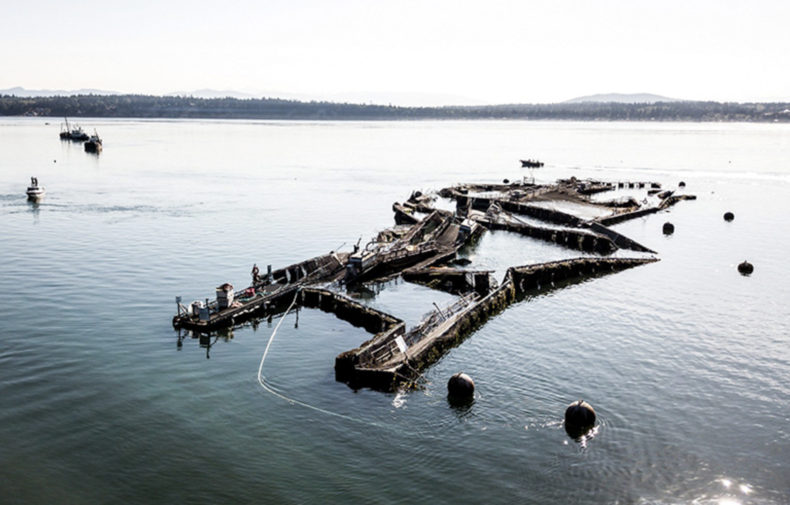 Cooke Criticized for Salmon Pen Collapse; Escaped Numbers Much Bigger Than Initial Estimates