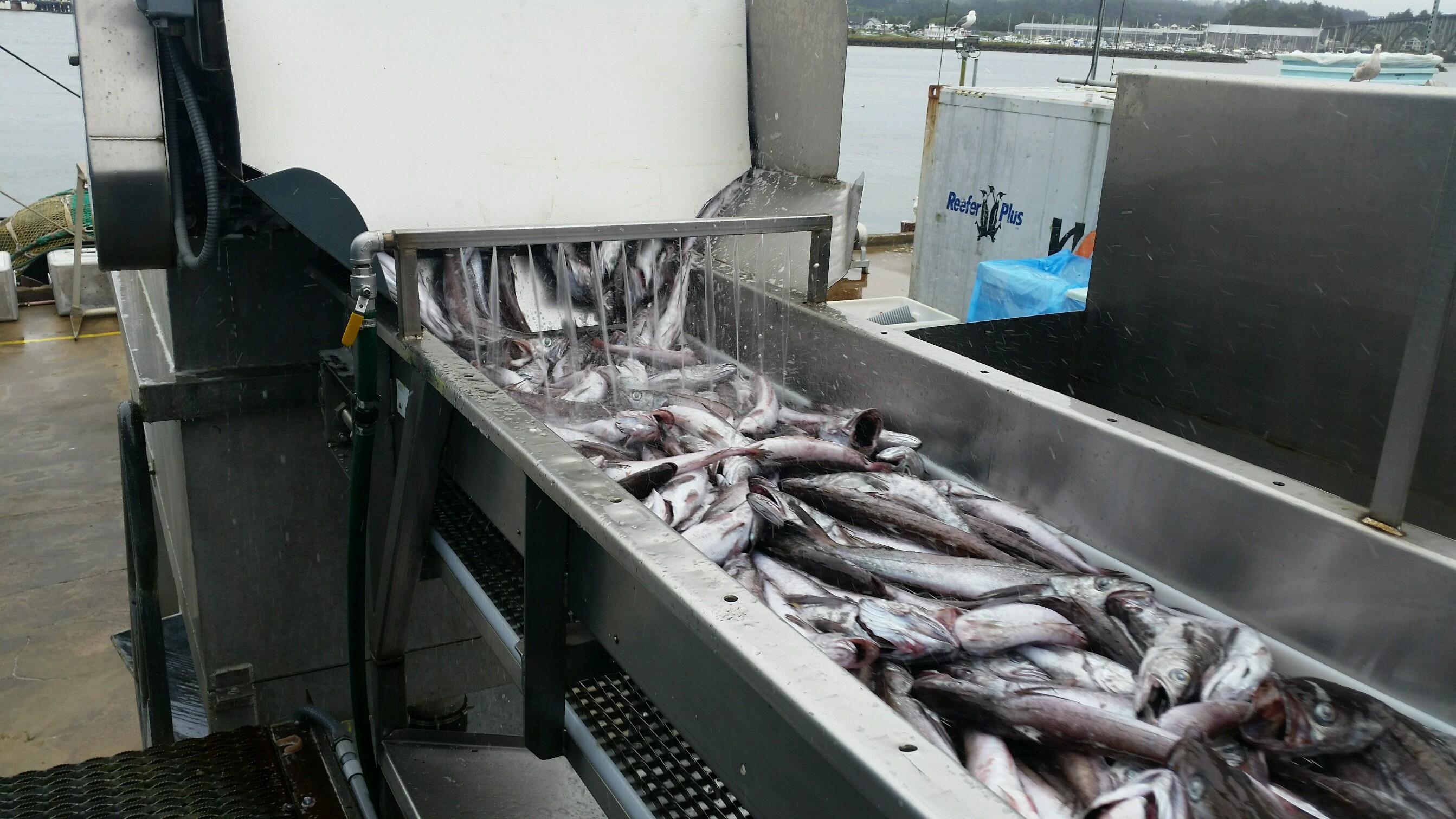 Pacific’s Newport Surimi Plant Starts Operations Today