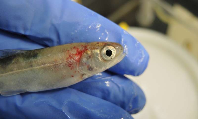 Research Models How Deadly Virus Moves Among Columbia River Salmon, Trout