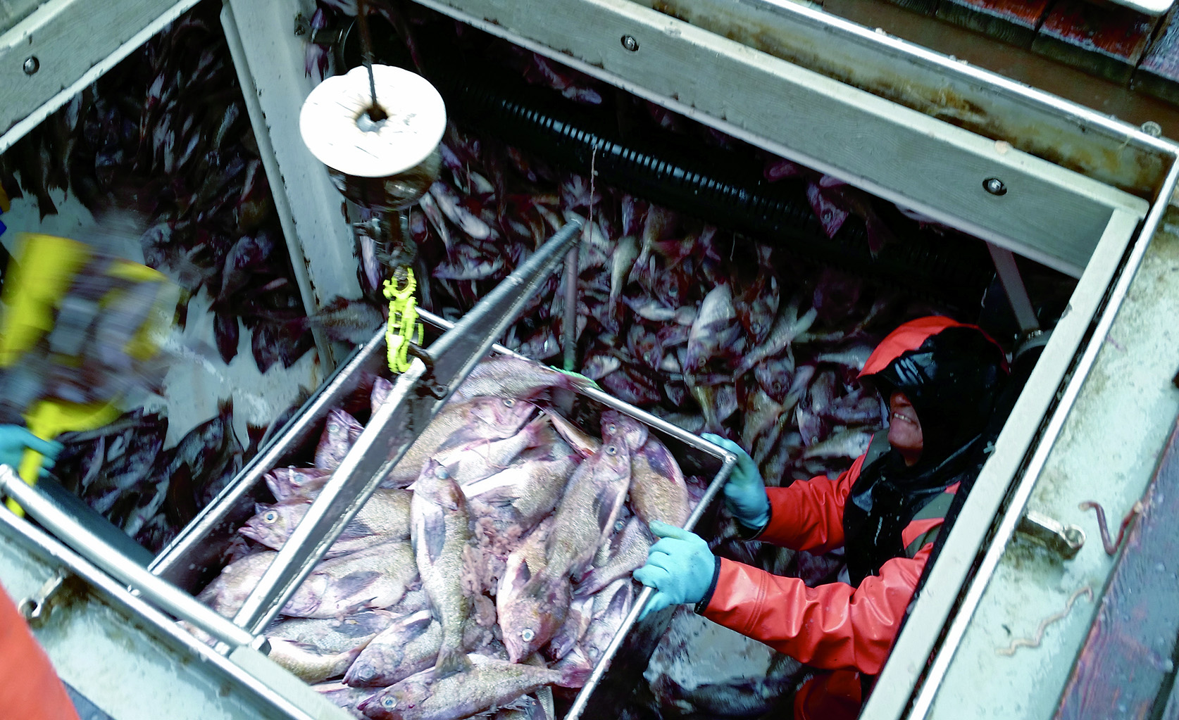 Oregon Seafood Industry Targets Rockfish Market, Supply Chain with New Marketing Initiative