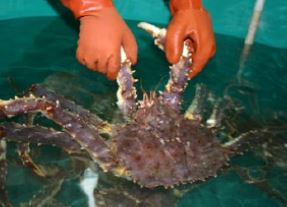 Alaskas Juvenile Red King Crab Project Nears Completion