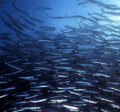 New England Fishery Management Council Sends Atlantic Herring Amendment 8 to Public Hearing