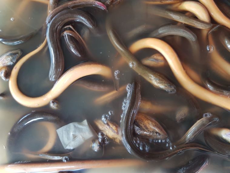Japan Faces Record Low Eel Catch, Renewing Stock Fears