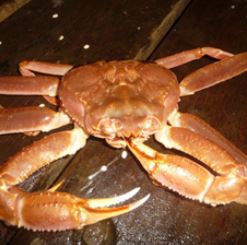 Alaska Bering Sea Snow Crab Wraps Up Scratchy Season; Quota is Uncertain for Next Year