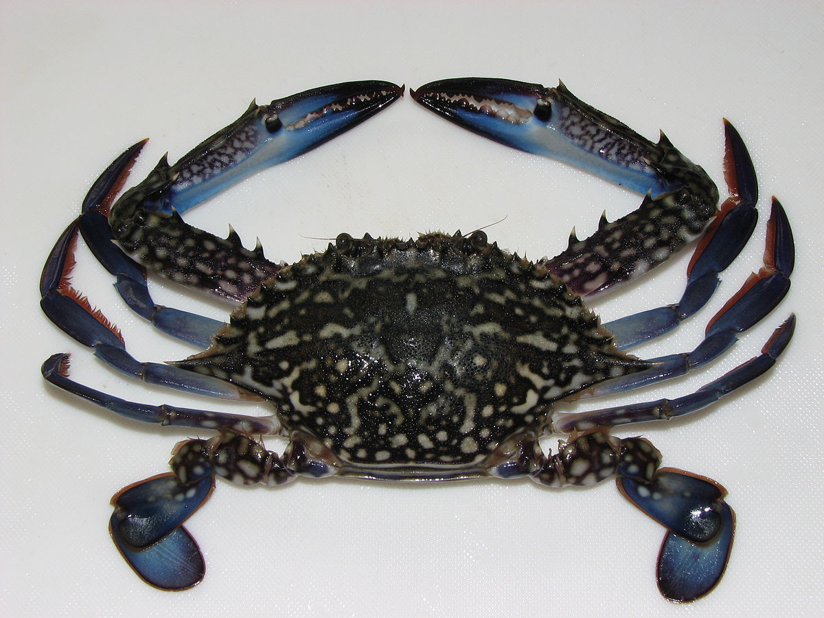 SIRF Sponsors Study to Review Best Practices for Blue Swimming Crab Stock Enhancement