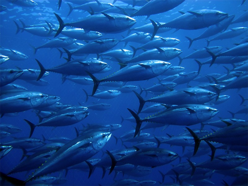 Tuna-Fishing Nations Agree on Plan to Replenish Severely Depleted Pacific Bluefin Stocks