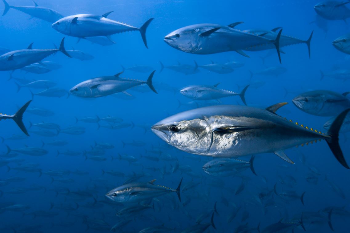 WWF Opposes Big Increase In Bluefin Tuna Quotas at Upcoming ICCAT Meeting