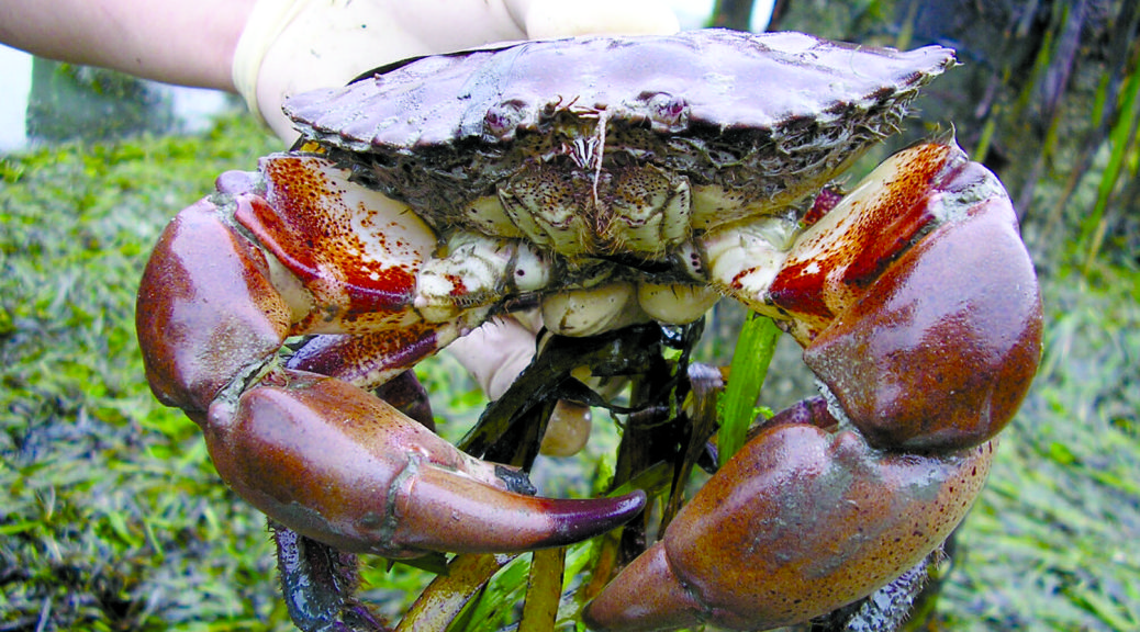 CDFW Opens More Northern Area to Rock Crab Fishing in California