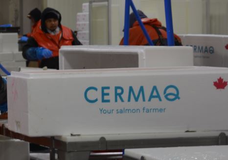 Cermaq Announces Improvement in Fish Survival Rate for Atlantic Salmon