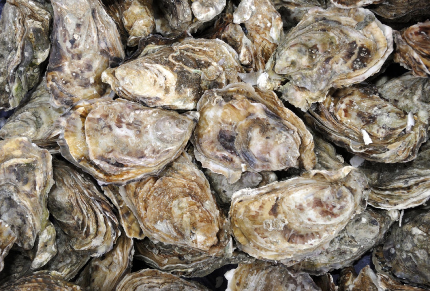 Yes, Oysters Can ‘Hear.’ They Probably Wish We’d Clam Up