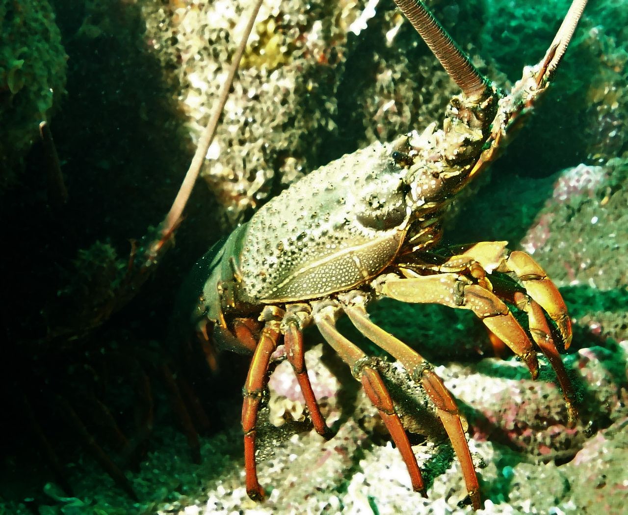 Australia Commercial Fishermen Caught in Illegal Trade of Lobsters