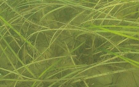 Eel Grass Is Back in the Chesapeake, and Crabs Will Follow