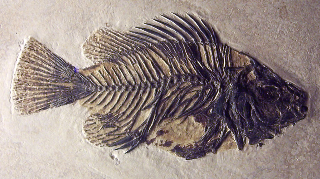 New Study Shows Fish Was An Important Part of Stone Age Diet