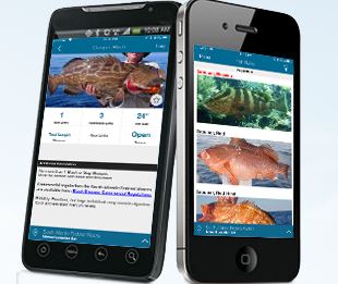 South Atlantic Fishery Management Council Working on New Regulation App for Commercial Fishermen