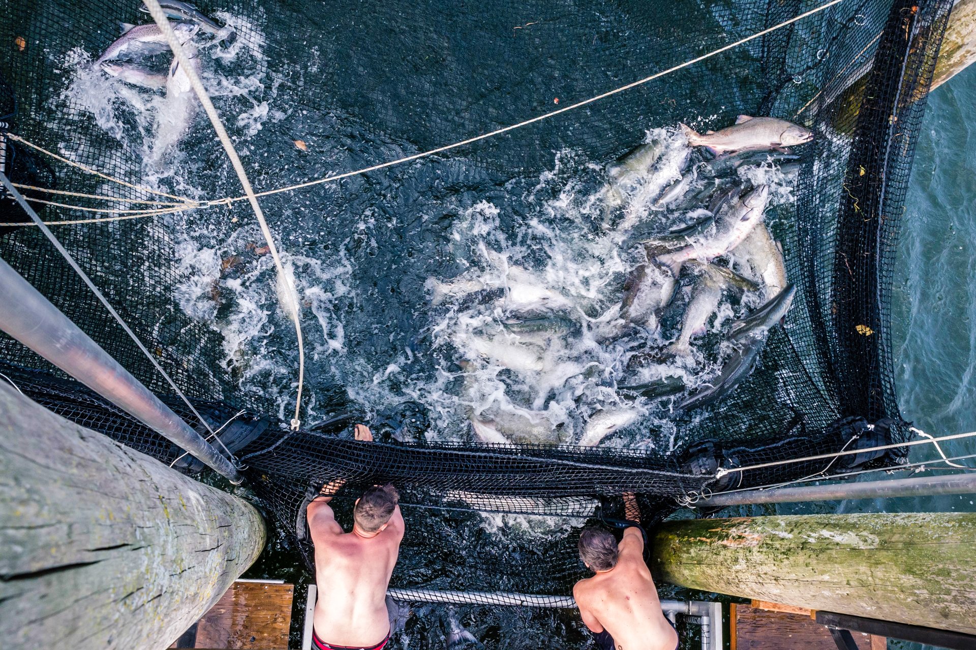 Fish Traps Were Banned, but Some Now Say ‘It’s the Future’ for Columbia River Salmon