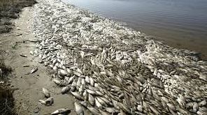 Vietnam Fish Contaminated by 2016 Formosa Toxic Spill to be Discarded in Landfill