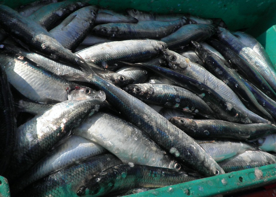 Upper Cook Inlet’s Commercial Herring, Smelt Fisheries Pay Big Bucks to Fishermen