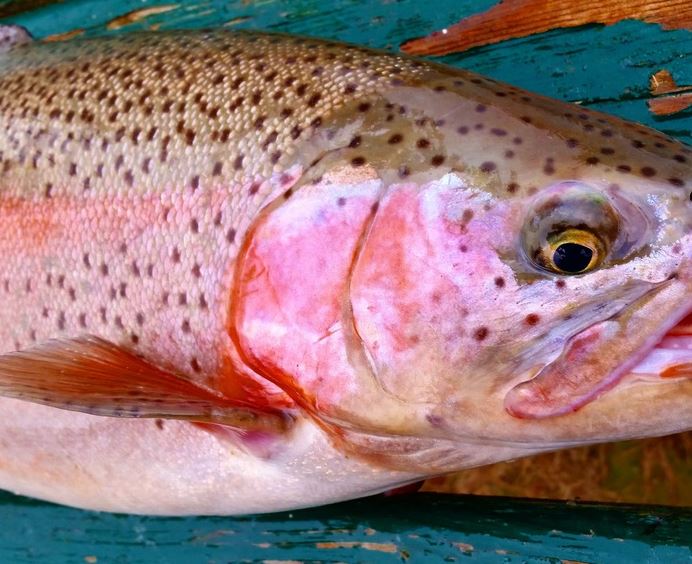 Meijer Partners With Indian Brook Trout Farm, Nations Only Fresh Pack BAP Certified Aquaculture Farm