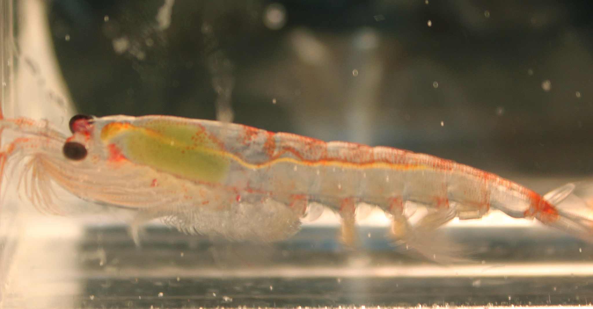 Norway: Mass Death of Krill Linked to Unreported Lice Treatment