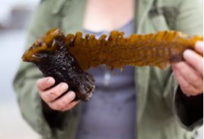 Maine Seaweed Exchange Formed to Standardize Quality, Promote Sales