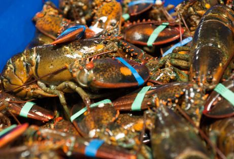 Maine Lobster Industry Braces for Impact of Canada’s Sweet EU Deal