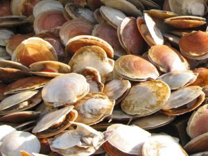Maine Considering New Limited Entry Plan for Scallop Permits