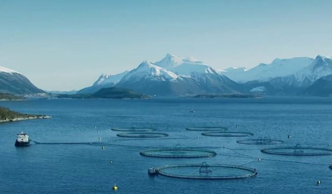 Marine Harvest Concerned over BC Prime Ministers Approach to Salmon