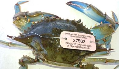 Blue Crab Tagged in Maryland Turns Up in Florida Two Years Later