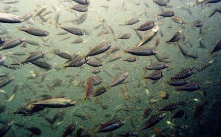 Virginia Legislature Opposes 2018 ASMFC Reductions in Menhaden Quota, Supported by Omega Protein