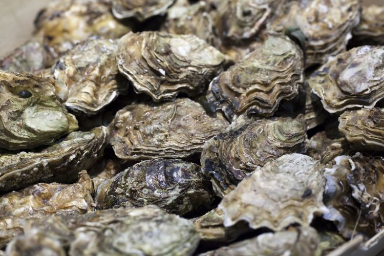 Researchers Studying How Unregulated Contaminent GenX Impacts Oysters