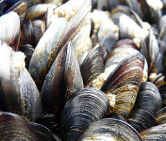 Maine Department of Marine Resources Recovers 98% of Recalled Mussels