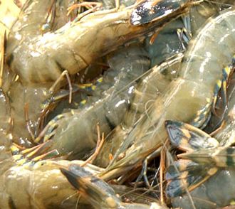 Myanmar Exports About 1/3 of its Shrimp to Japan; Will Concentrate More on Aquaculture Than Wild