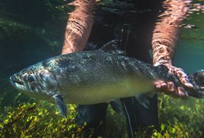 New Zealand King Salmon Releases First-Half Profit Result, Expect Impact Second Half of Year