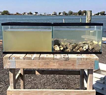 North Carolina Restaurant Adds Green Gill Oysters to Their Menu