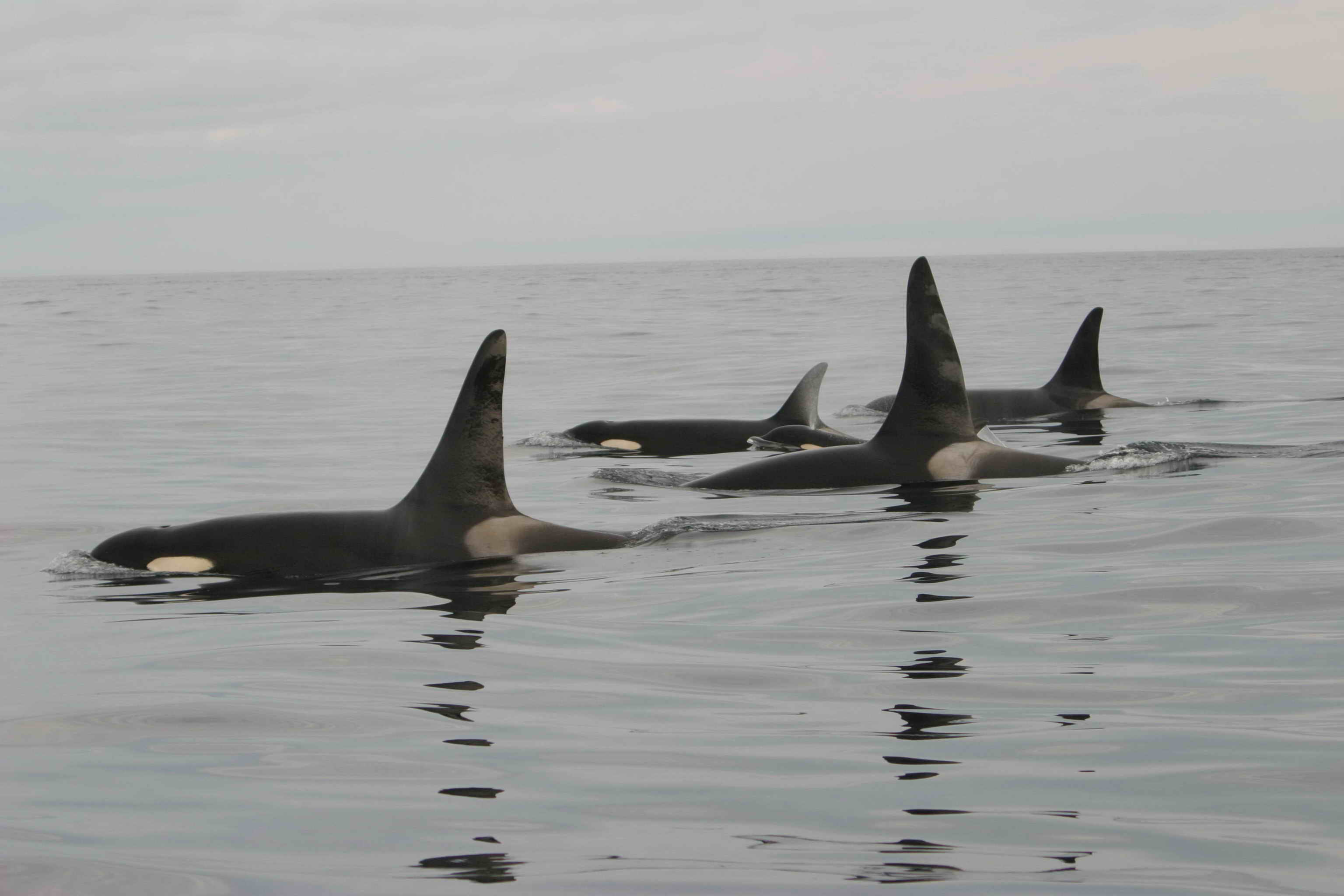 Study Finds Other Marine Mammals Pose Threat For Endangered Orca Whales