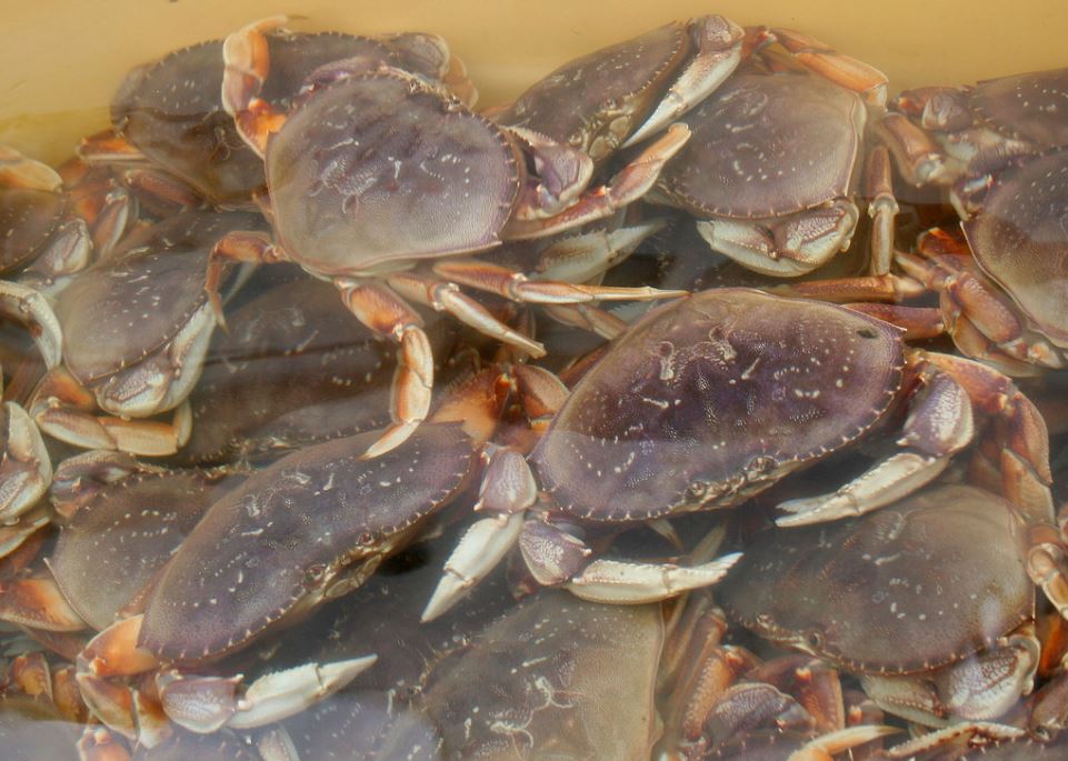 West Coast Dungeness Crabbers Set Gear on $2.75 Price as New Storms Move In