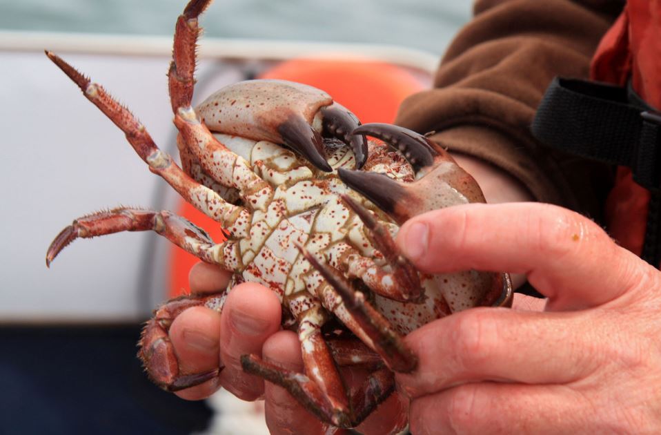 CDFW Opens More Areas to Commercial Rock Crab Fishery as Domoic Acid Levels Drop
