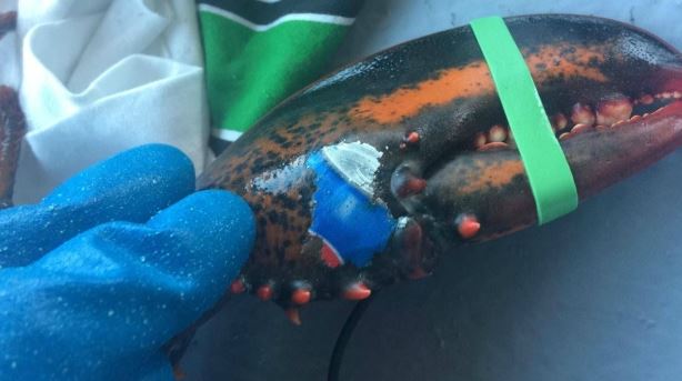 New Brunswick Fisherman Finds Lobster with Pepsi Can Imprinted on Claw