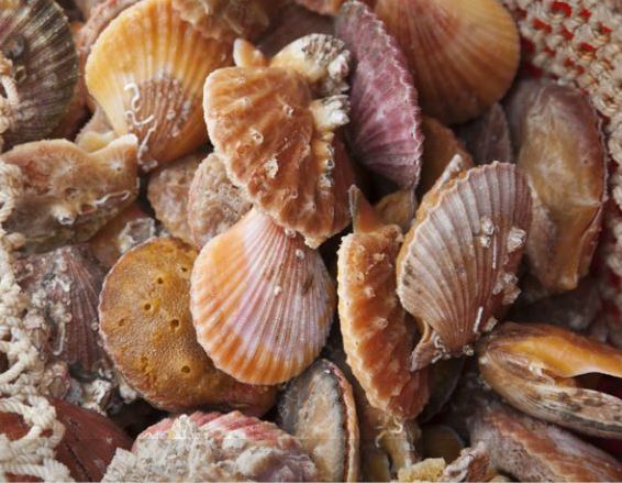 Conservation Group Accused of Launching Smear Campaign Against Shetland Shellfish