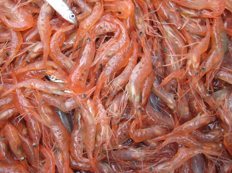 Oregon, Washington Pink Shrimp Fishery Re-Certified as MSC as Certifiers Laud Management, Ecosystem