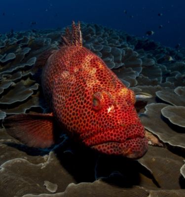 Proposed Rule Would Reduce Red Grouper ACLs in South Atlantic Fisheries by 82%