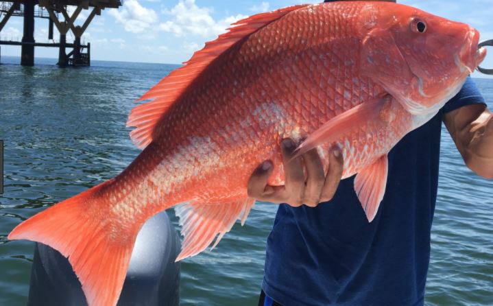 Red Snapper Measures Advance in Congress