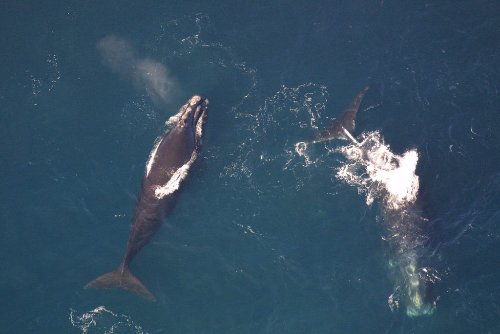 NOAA Establishes New Voluntary Right Whale Speed Restriction Zone Off Virginia Beach