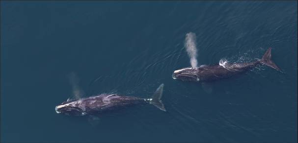 NOAA Establishes New Voluntary Right Whale Speed Restriction Zone Off Nantucket