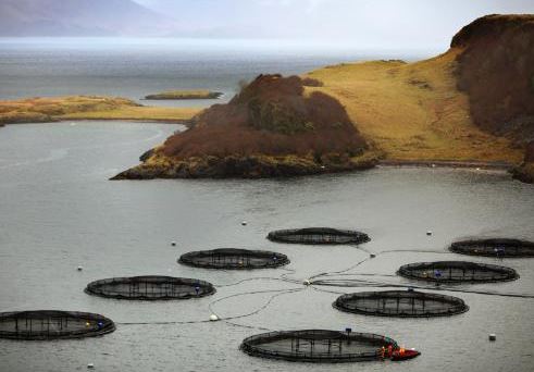 Fish Farms Kill More Seals as Industry Tries to Save Salmon